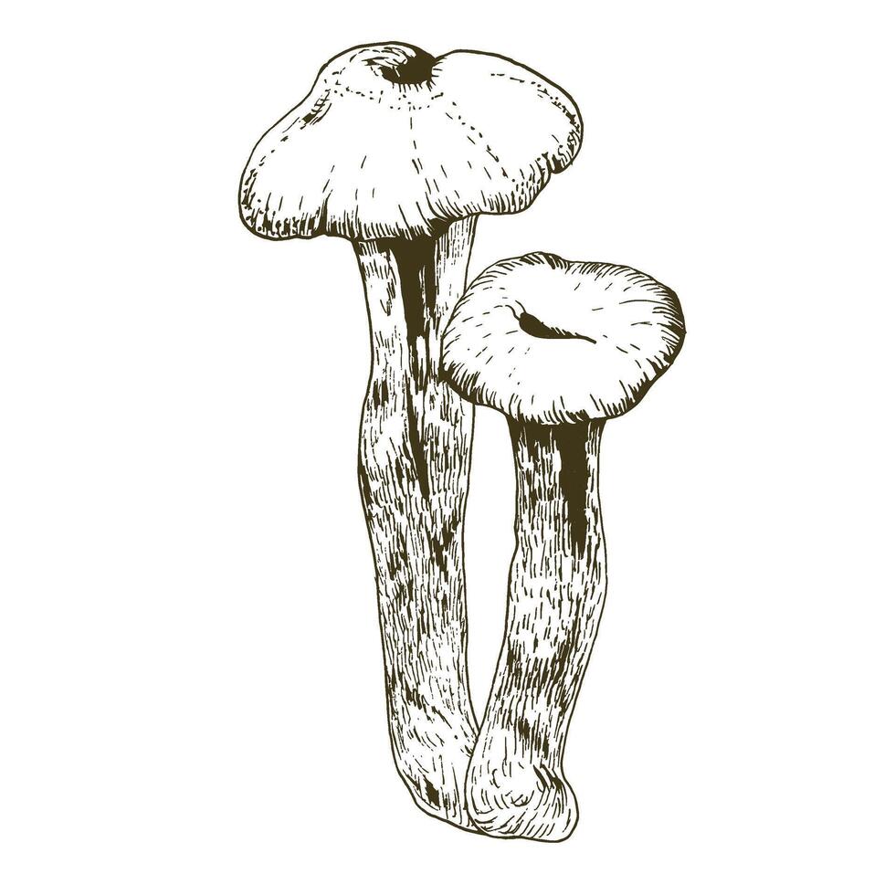 Ink agaric mushroom line art composition. Monochrome black and white forest fungus for harvest season design, product packing, stationary, scrapbooking, craft pack design vector