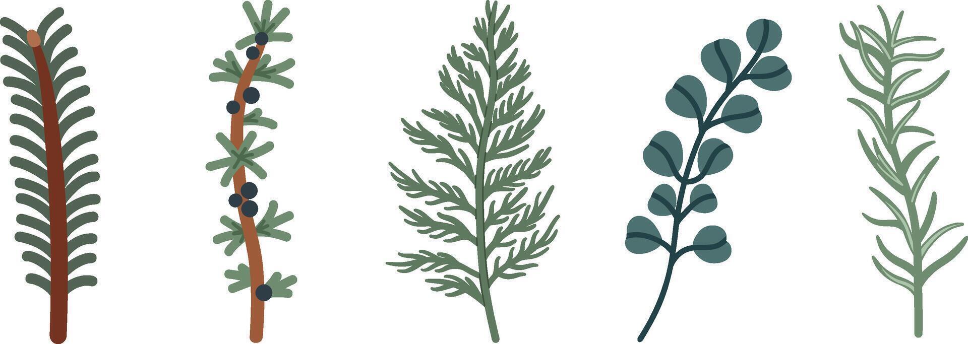 Evergreen Branches Set Pine, Juniper, Fir, and Eucalyptus vector