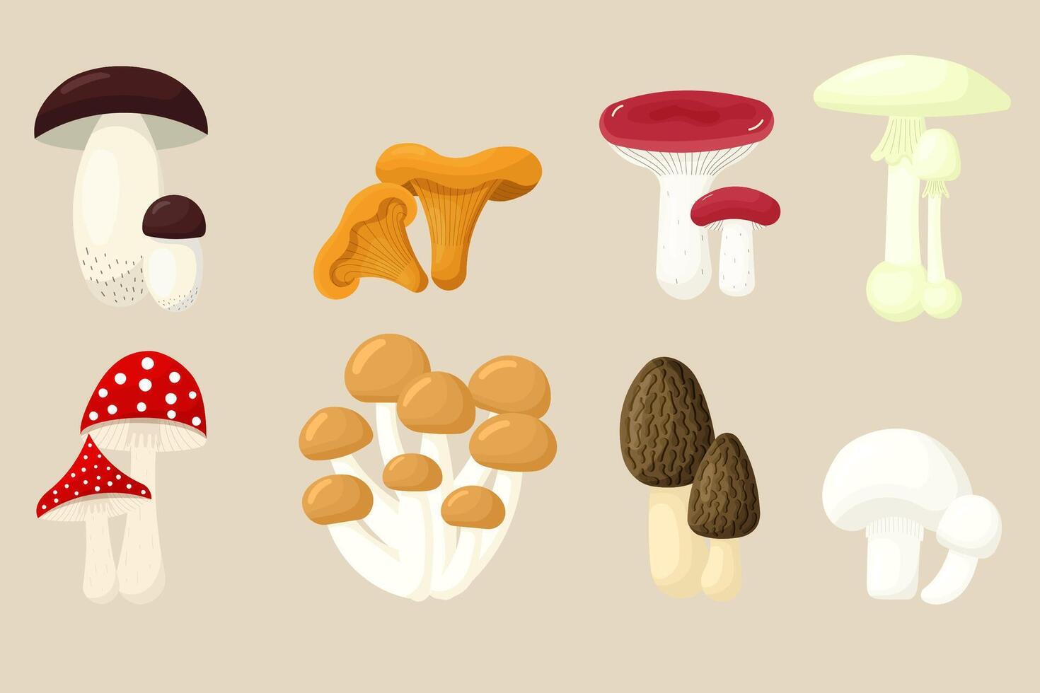 Mushroom set. Collection of different types forest mushroom. fly agaric, chanterelle, morel, porcini, russule, champignon, armillaria, death cap. illustration vector