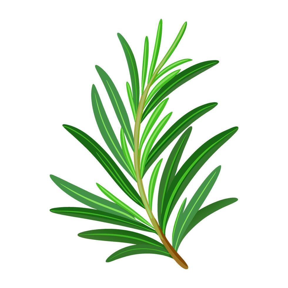 Rosemary spices, fresh herb branch. Aromatic spices for culinary trendy flat style isolated. illustration vector