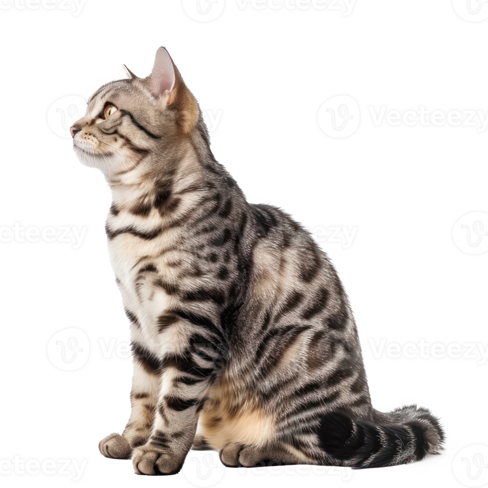 American Shorthairs cat pet side view full body isolate on transparency background png