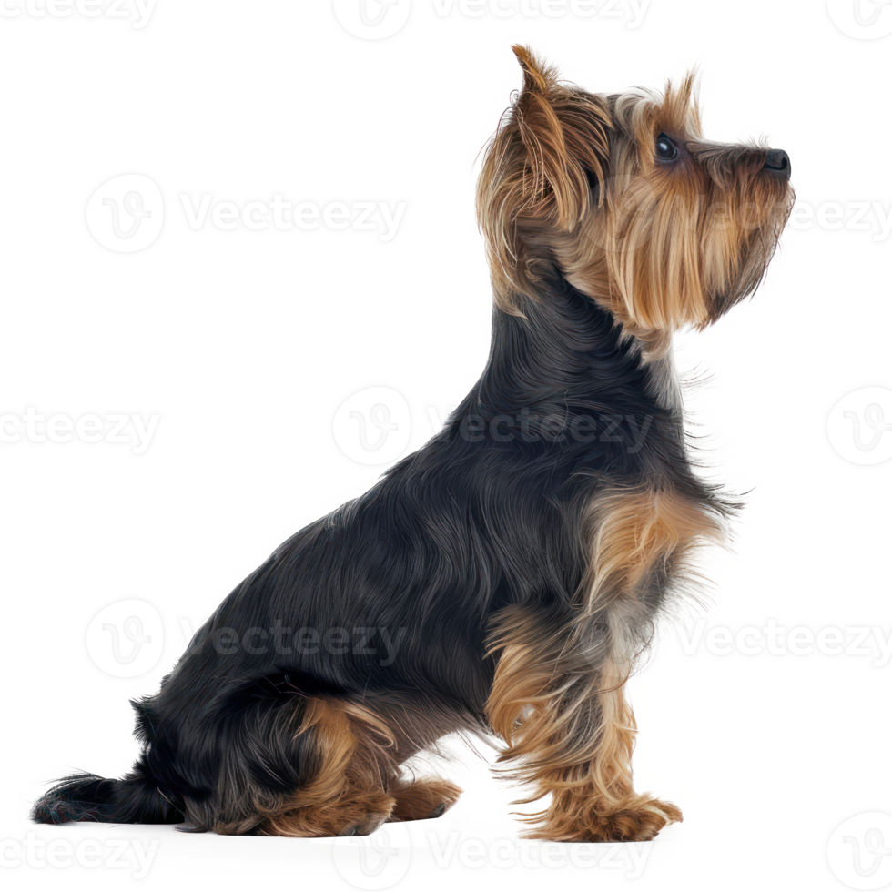 Yorkshire Terriers side view full body isolate on transparency background png