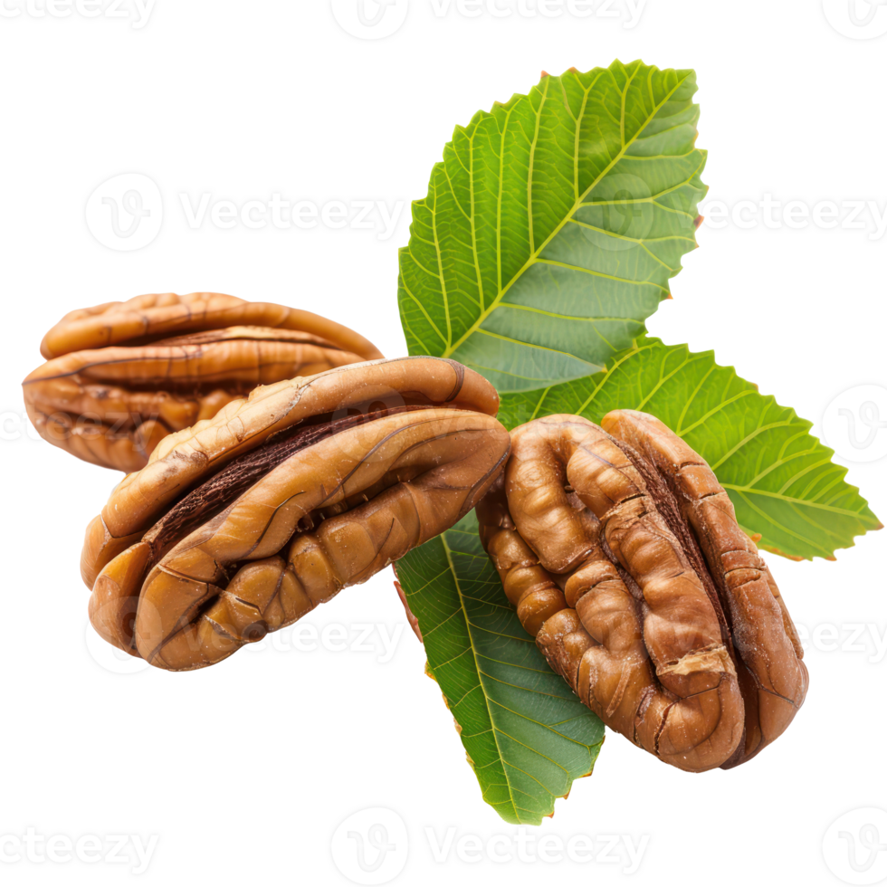 Closeup Pecans with leaves isolate on transparency background png