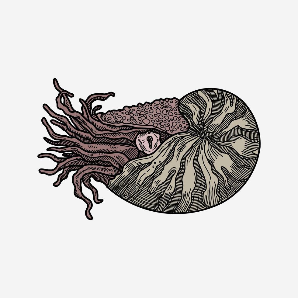 Nautilus octopus squid colorful handmade illustration artwork drawing vector