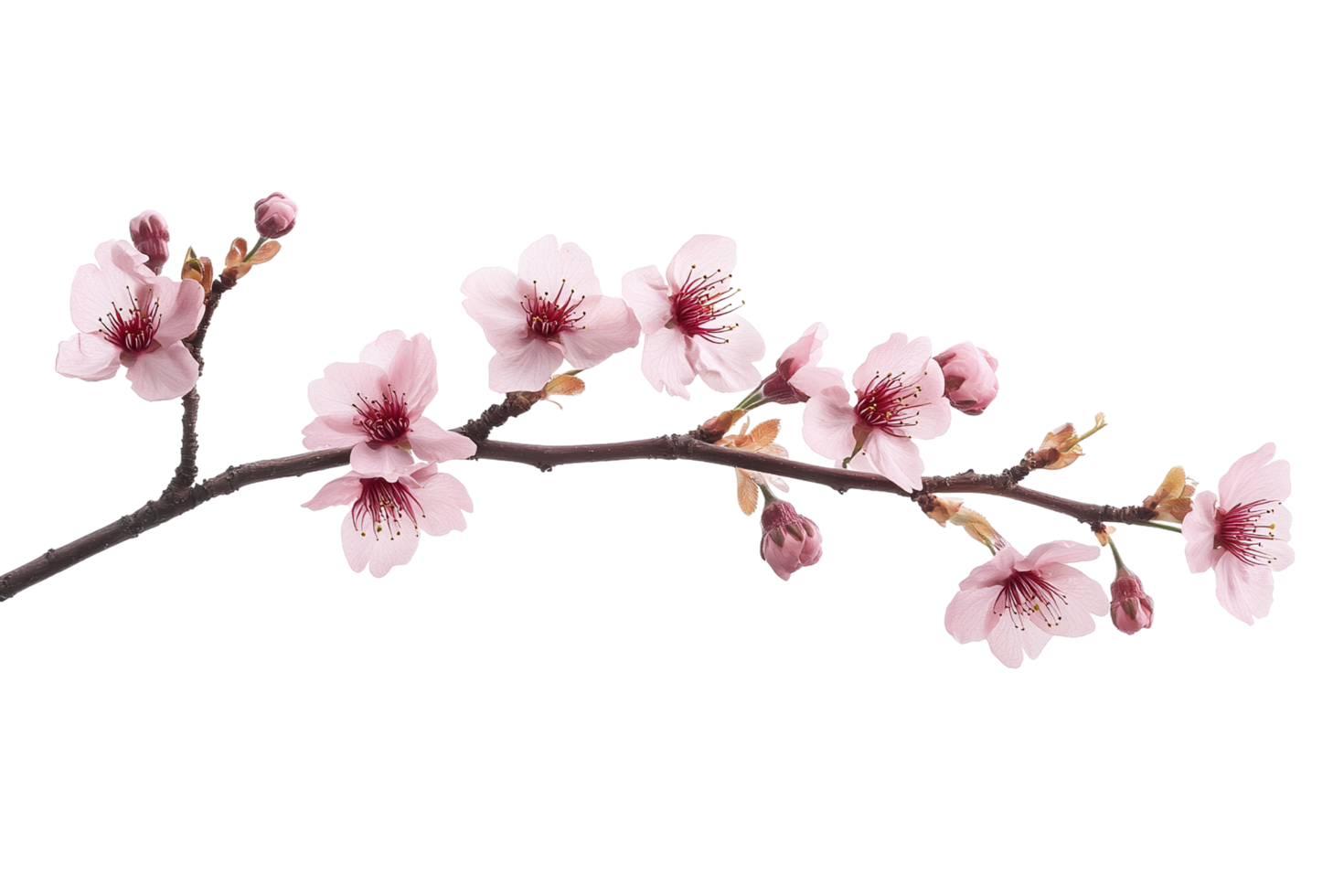 Branch with cherry blossoms on a transparent background. png