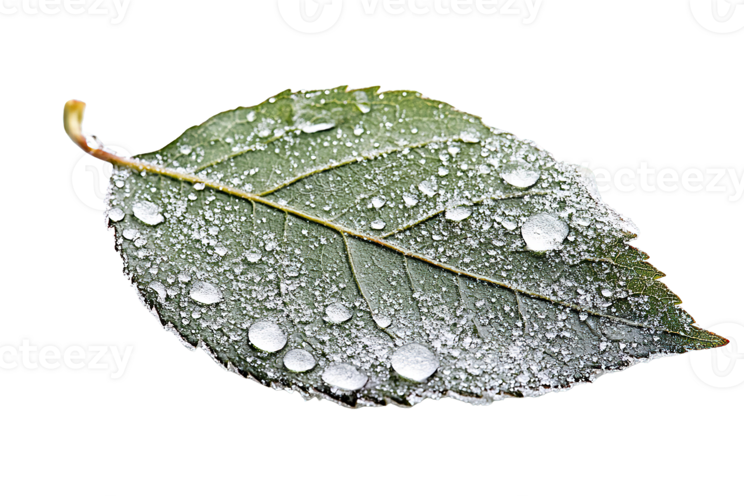 Green Leaf with Frost and Droplets Isolated on Transparent Background png