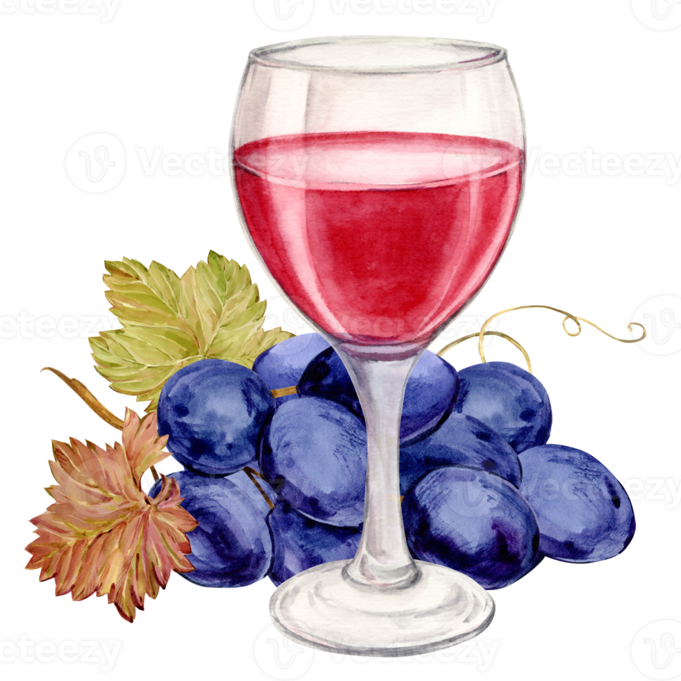 Glass of red wine and blue grapes. Illustration of a bunch of grapes with purple berries and leaves lying on a table. Clipart for wine labels, winery, cafe, restaurant. png