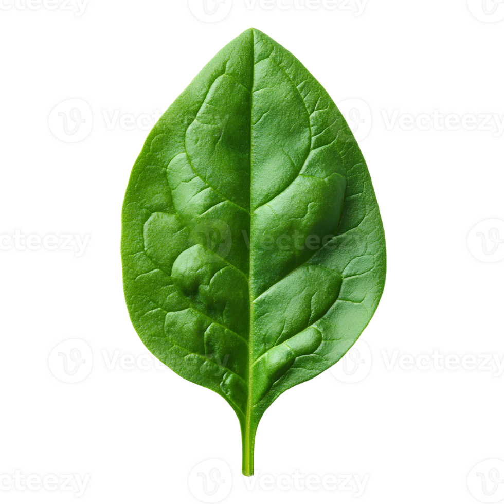 Spinach leaves , isolated on transparent background. Fresh green spinach leaves with vibrant color . Ideal for healthy food, salad ingredients, or organic design elements png