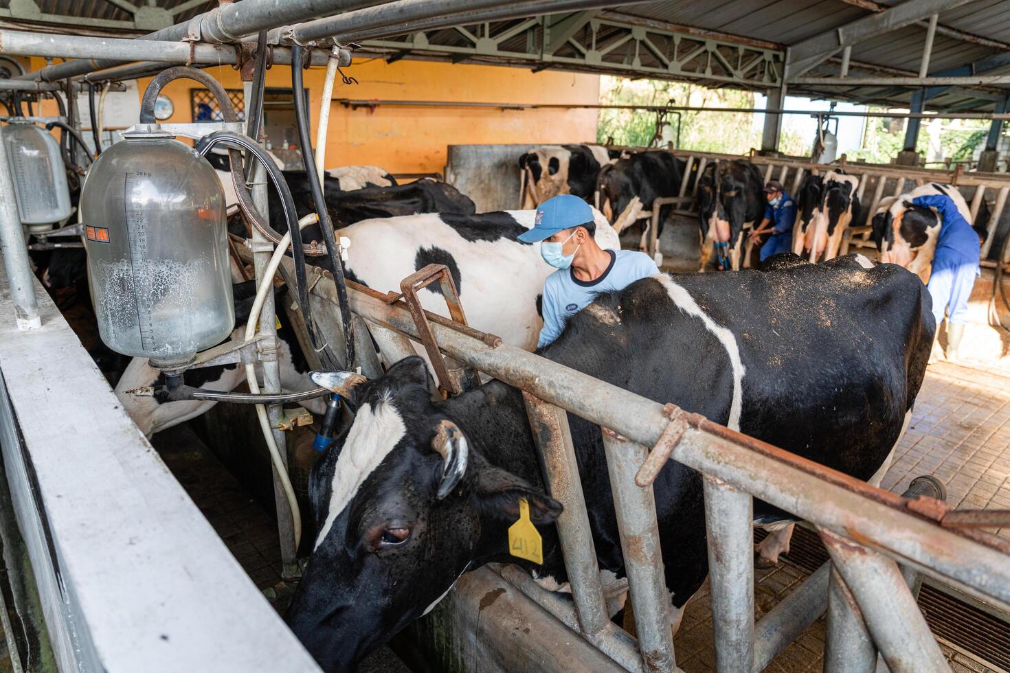 dairy cows are in the process of taking milk. agriculture industry, farming and animal husbandry concept - herd of cows eating hay in cowshed on dairy farm photo
