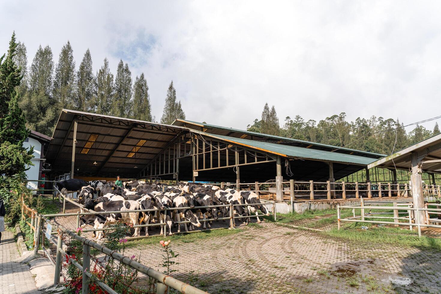 dairy cows are in the process of taking milk. agriculture industry, farming and animal husbandry concept - herd of cows eating hay in cowshed on dairy farm photo