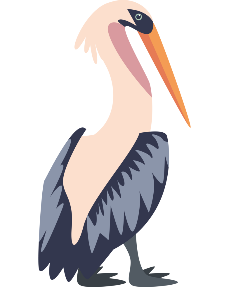 pelican bird cartoon png