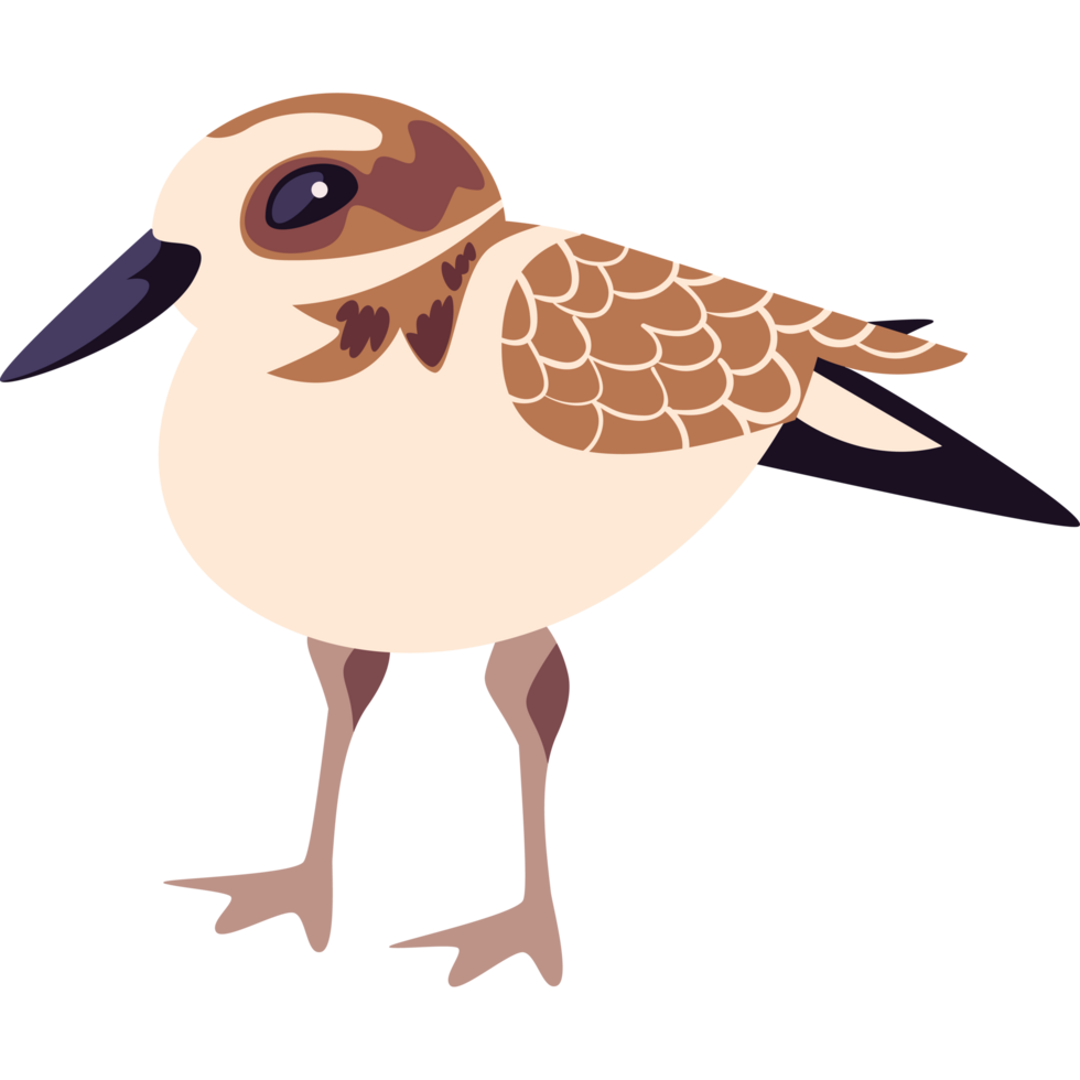 sandpiper bird cute png