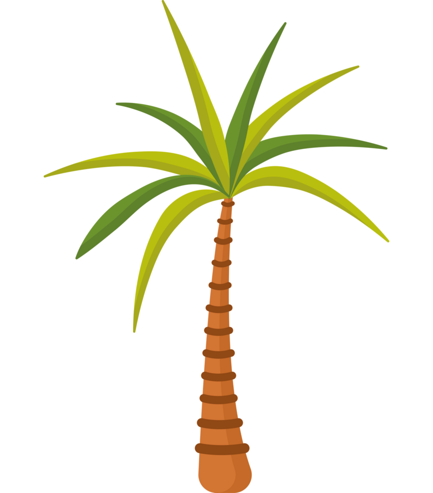 tropical palm tree png