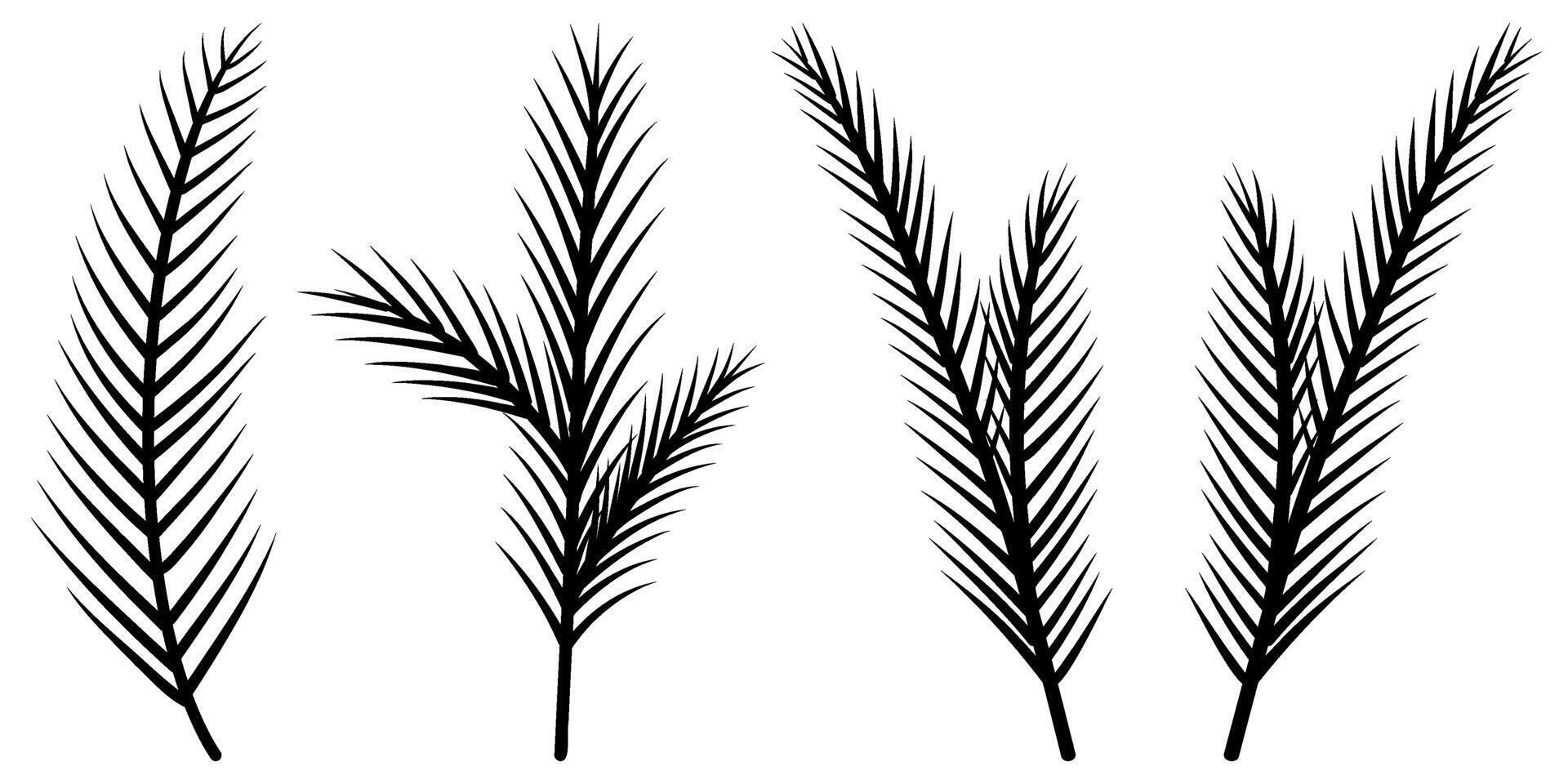 Set of doodle spruce twigs, black and white pines branches illustration, foliage, fir vector