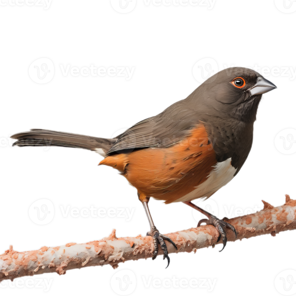 a small bird is sitting on a branch png