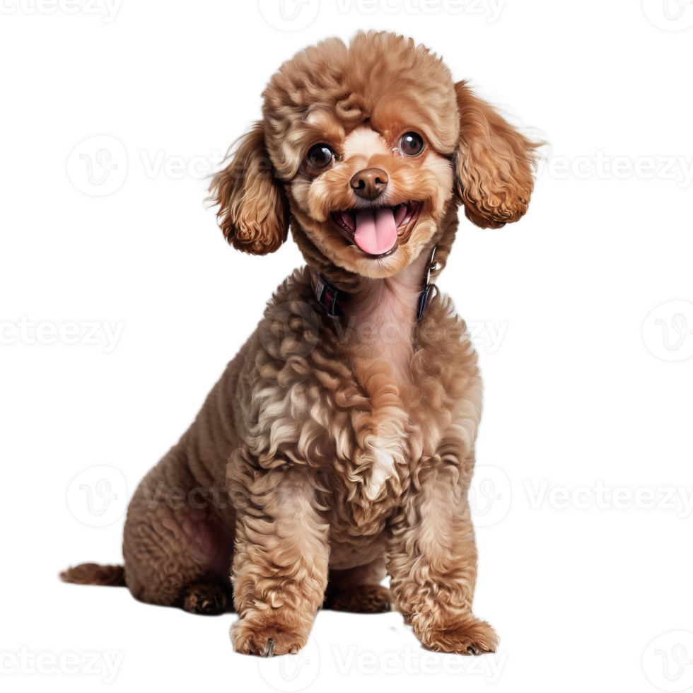 Toy Poodle standing on a transparent background png