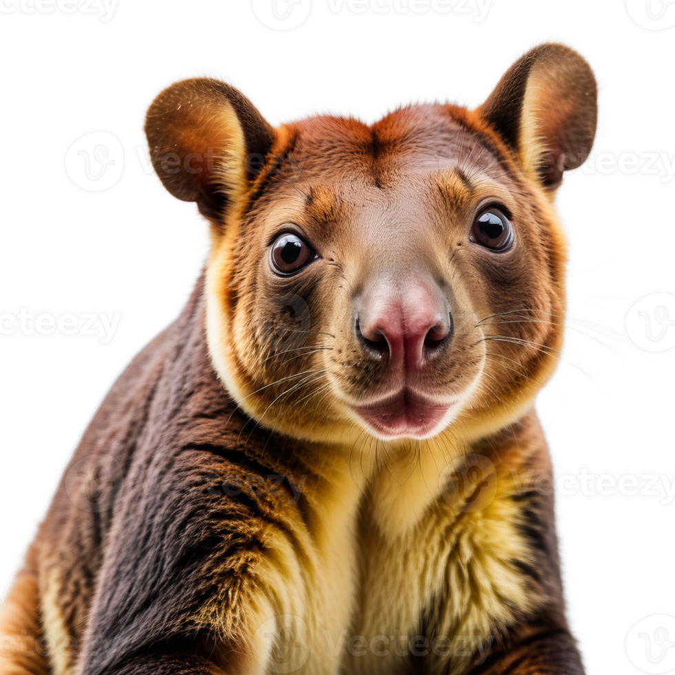 Tree Kangaroo sitting on a tree branch png