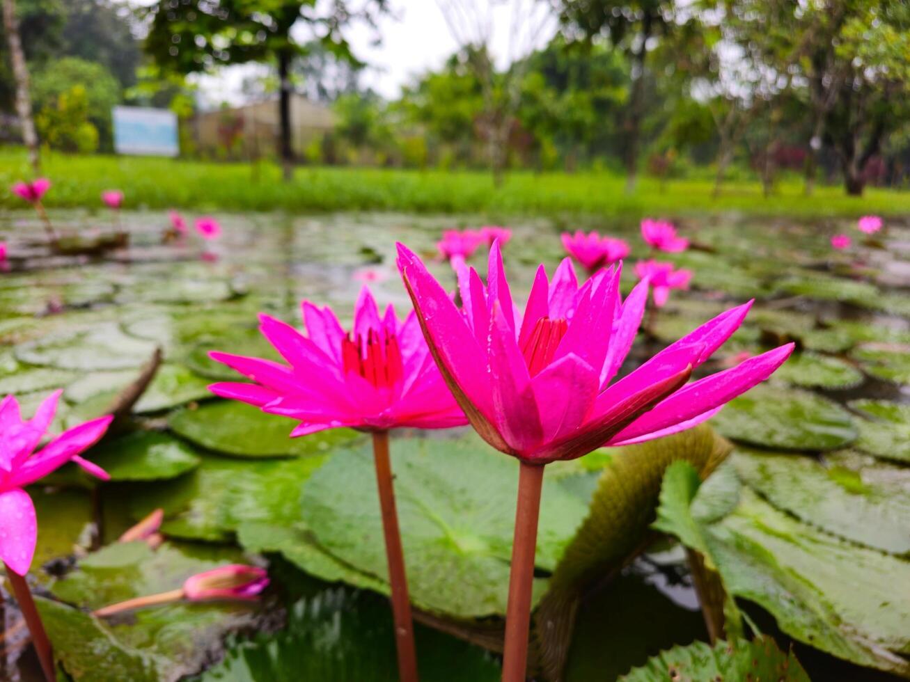 Waterlily in rain drop beautiful background wallpaper photo