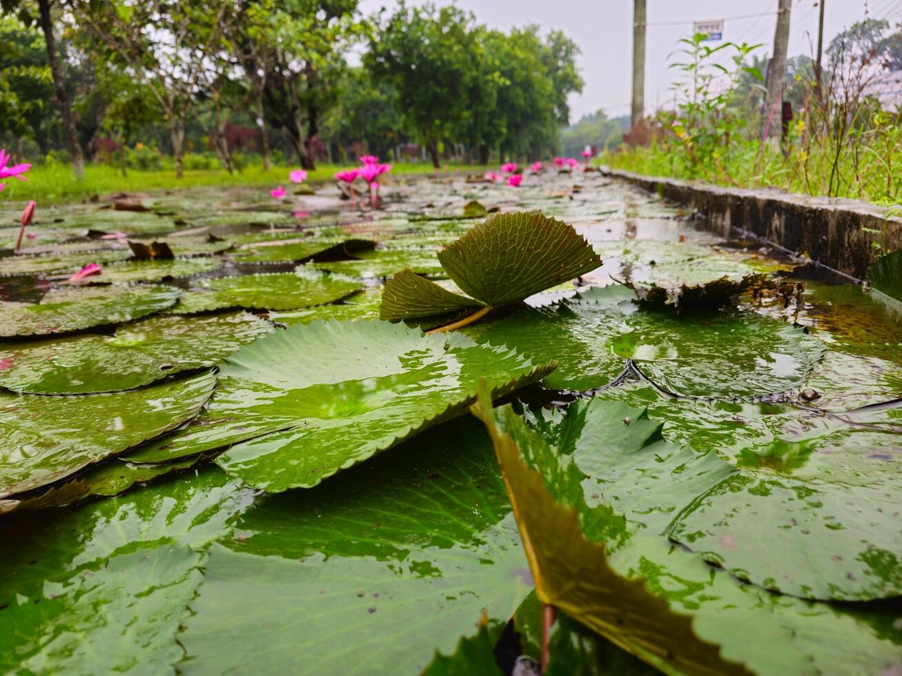 Waterlily in rain drop beautiful background wallpaper photo