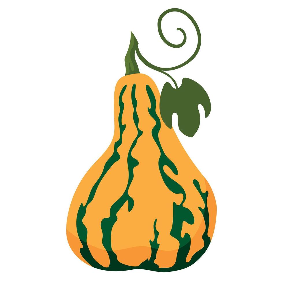 Decorative autumn squash pumpkin with leaf isolated on white background. Fall harvest gourds. Element for autumn decorative design, thanksgiving invitation vector
