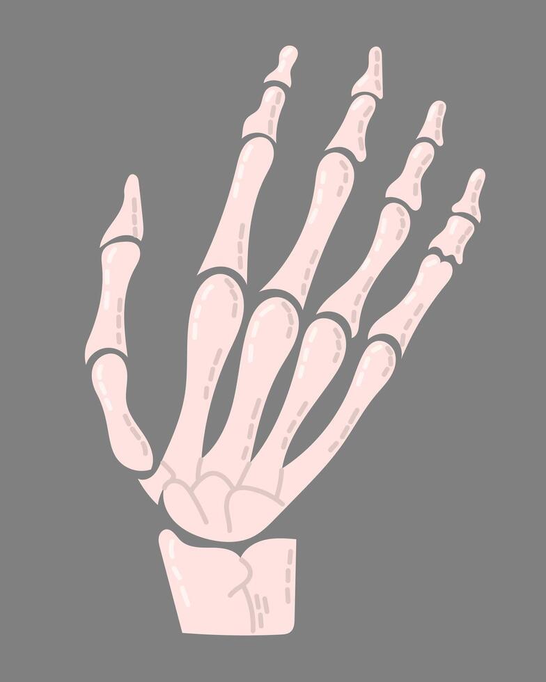 Illustration of skeletal hand on gray background, showing detailed bone structure with soft, stylized design. Hand drawn spooky composition vector