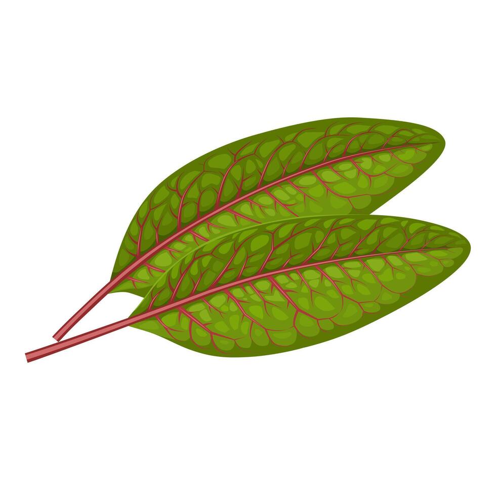 Illustration of red veined sorrel leaves, scientific name Rumex sanguineus, isolated on white background. vector