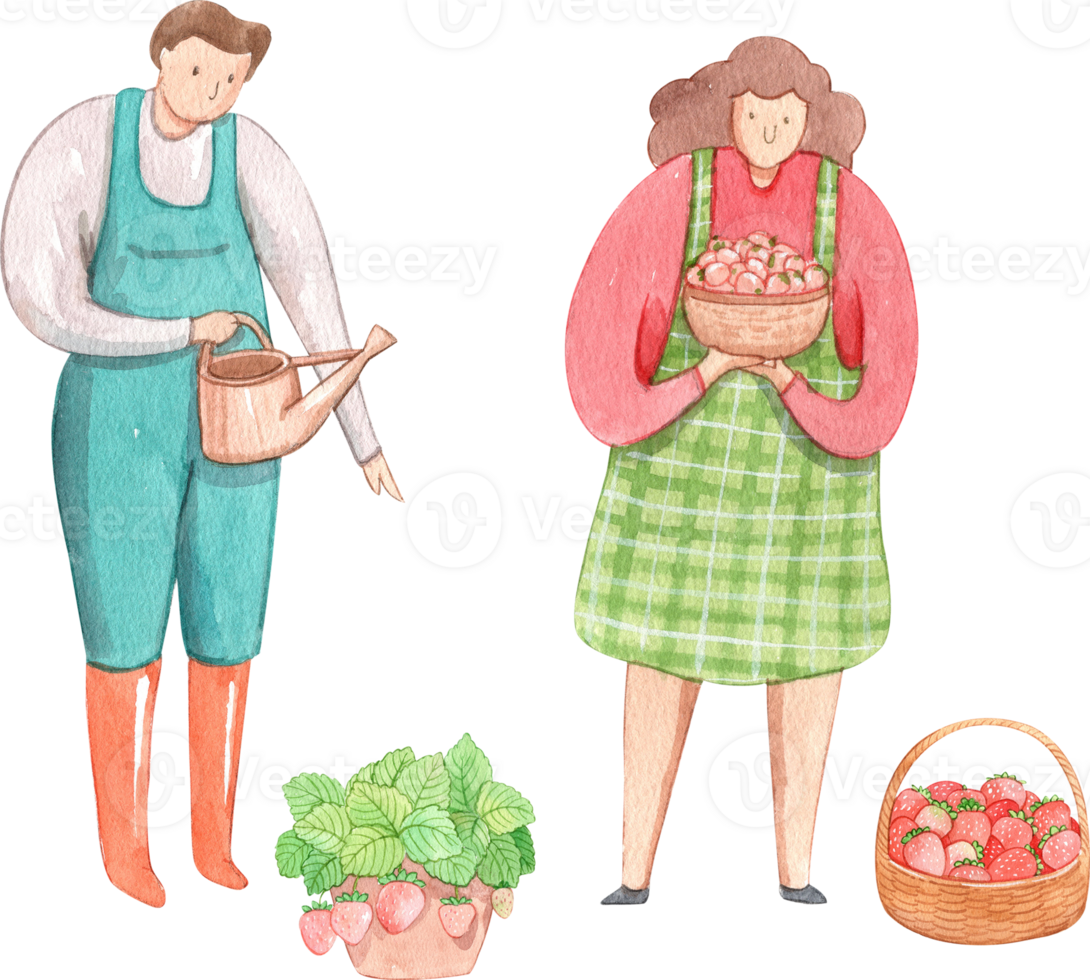 a man waters plants while a woman holds a bowl of fresh strawberries, strawberry festival, hand-drawn watercolor illustration png