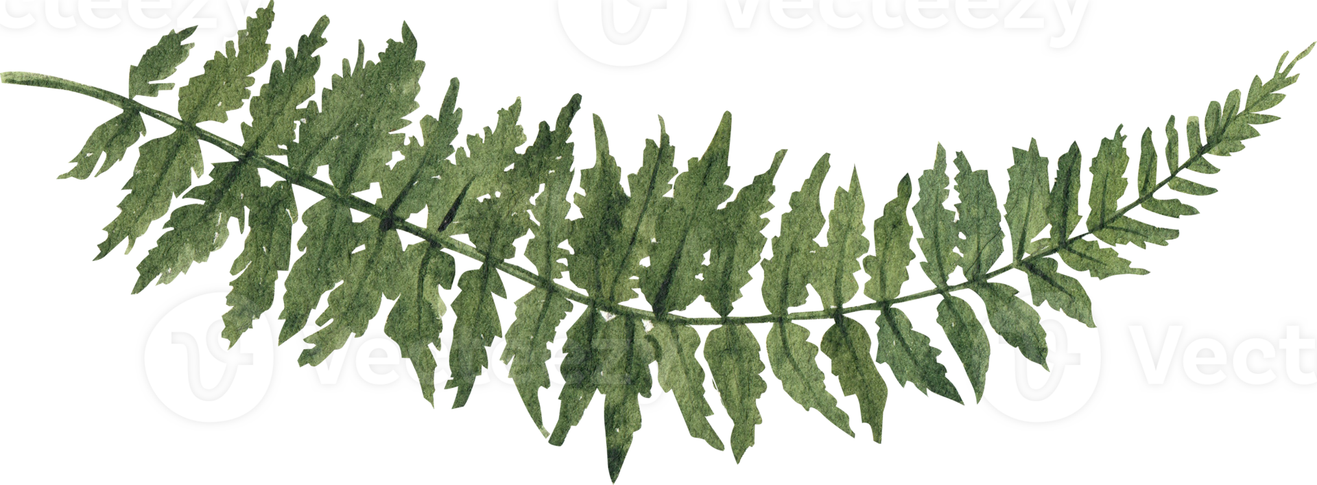 Green leaf and plant watercolor handdrawn png