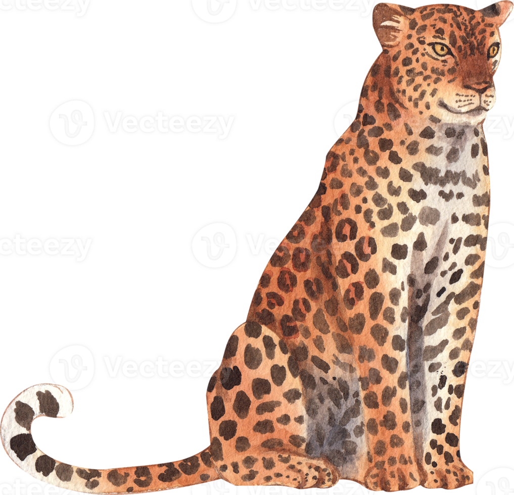Leopard Wildlife watercolor hand drawn png