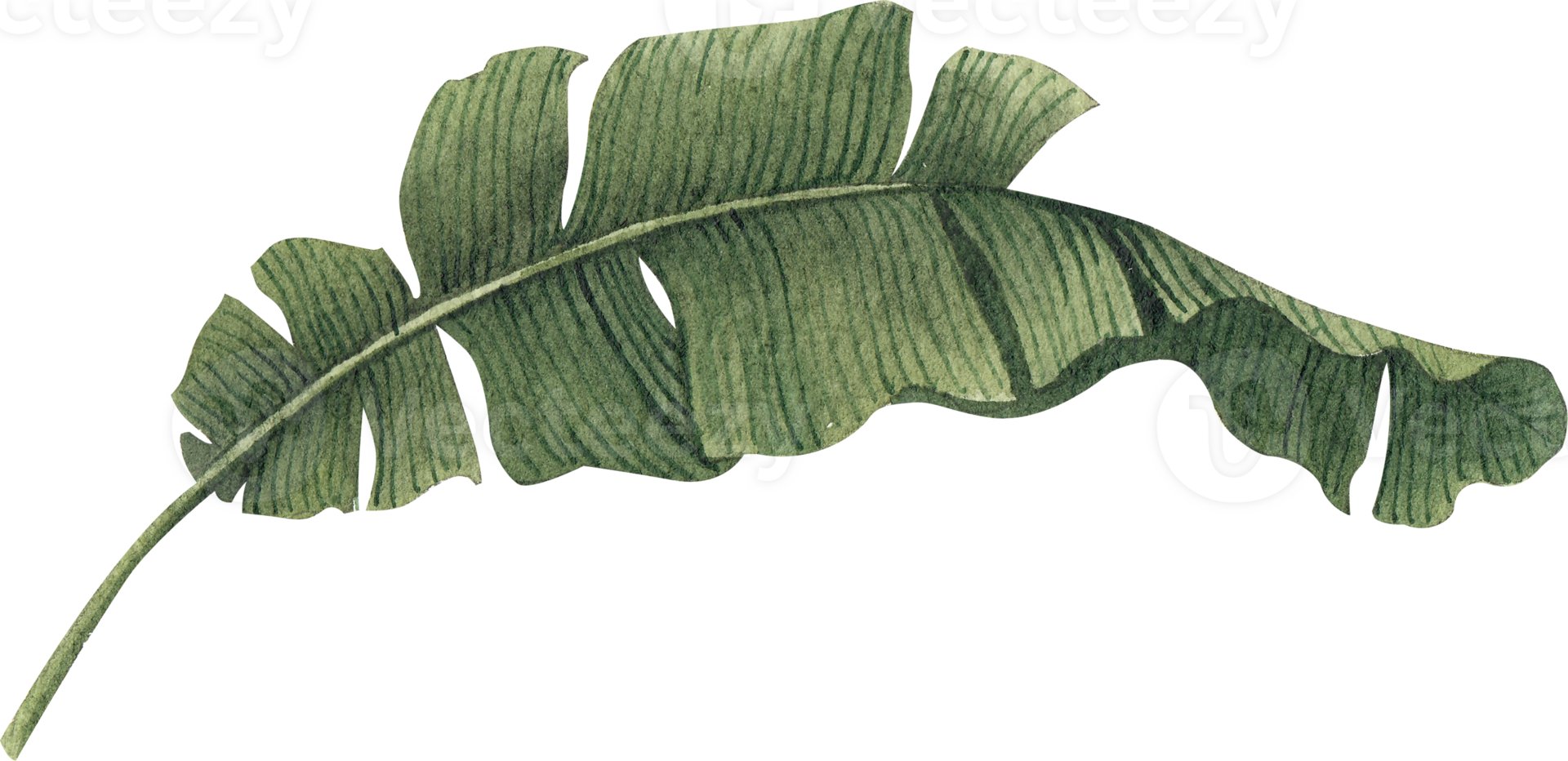 Leaves and plant watercolor Hand drawn png