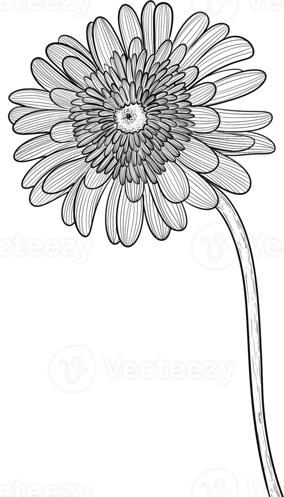 Chrysanthemum floral blooming blossom line art, Digital Painting hand-drawn illustration png