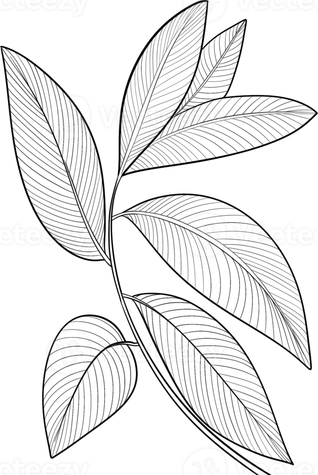 Tropical branches and leaves line art, Digital Painting hand-drawn illustration png