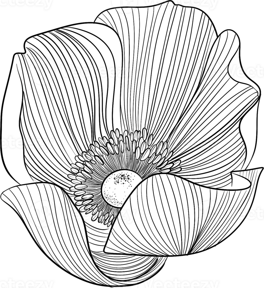 Bobbie flower blooming line art, Digital Painting hand-drawn illustration png