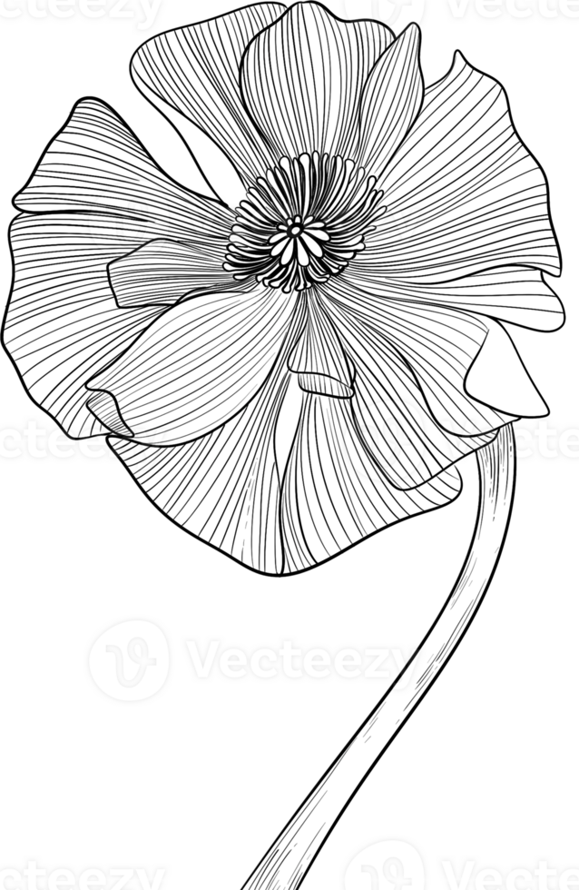 Peony bud floral blooming line art, Digital Painting hand-drawn illustration png