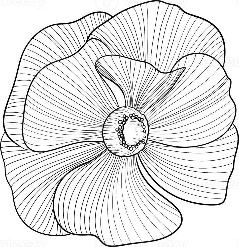 Bobby flower blooming line art, Digital Painting hand-drawn illustration png
