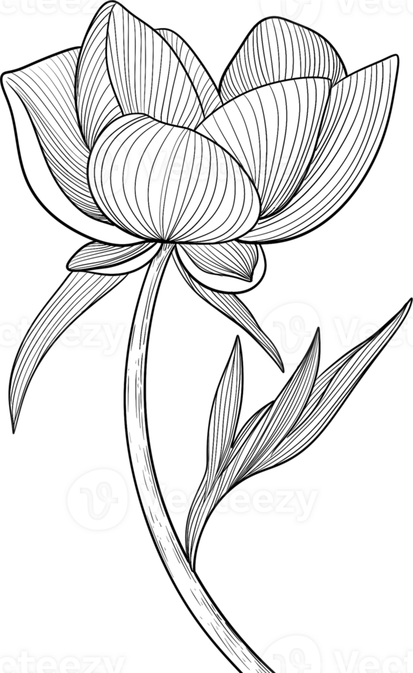 Tropical branches and leaves line art, Digital Painting hand-drawn illustration png