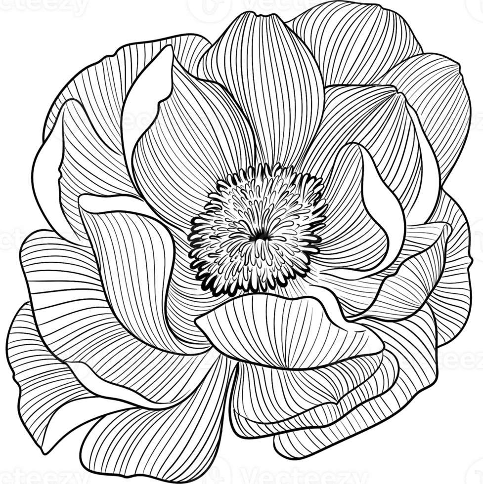 Side angle Bobbie flower blooming blossom line art, Digital Painting hand-drawn illustration png