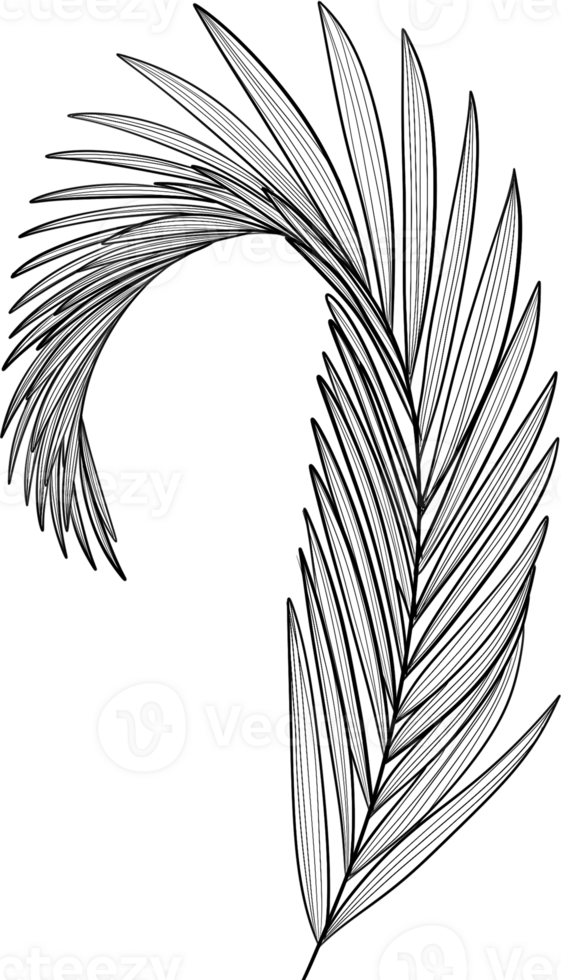 Betel Palm leaf line art, Digital Painting hand-drawn illustration png