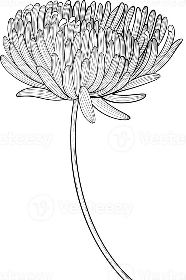 Chrysanthemum floral blooming blossom line art, Digital Painting hand-drawn illustration png