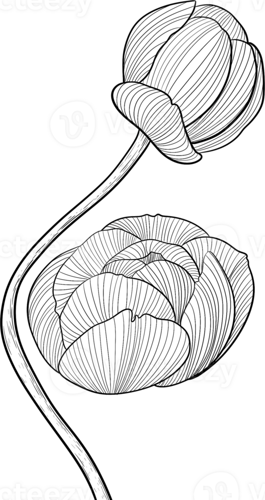 Peony bud floral, line art, Digital Painting hand-drawn illustration png