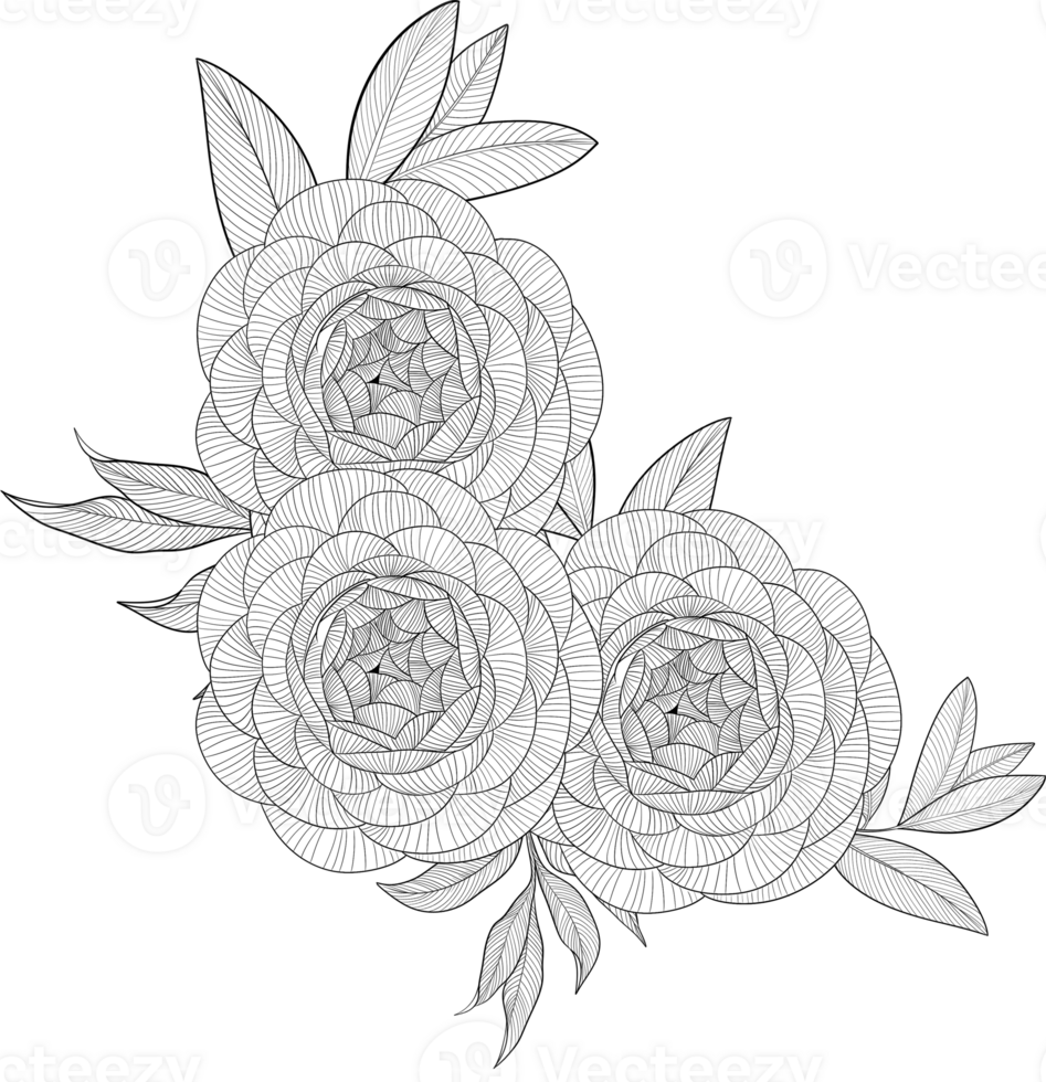 Digital painting illustration of a rose bouquet in line art style png