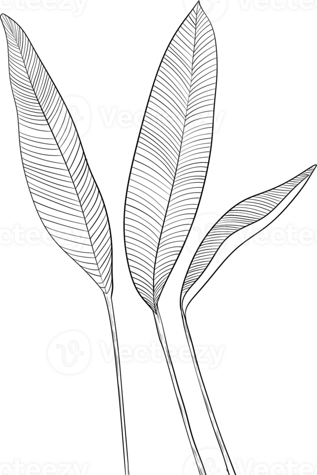 Strelitzia Reginae Branches and leaves line art, Digital Painting hand-drawn illustration png