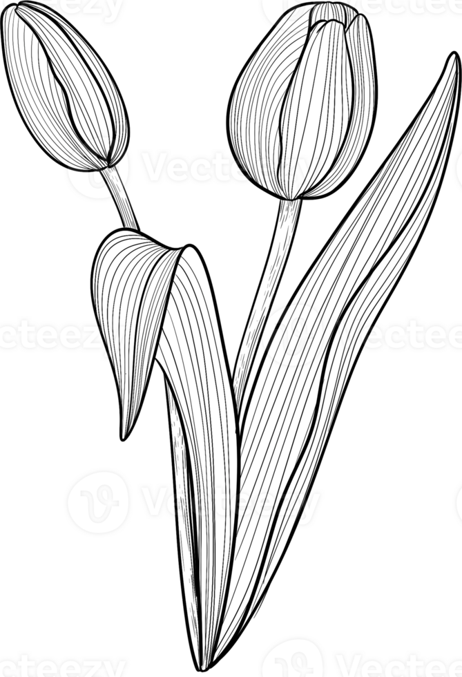 Beautiful Tulip flowers line art, Digital Painting hand-drawn illustration png