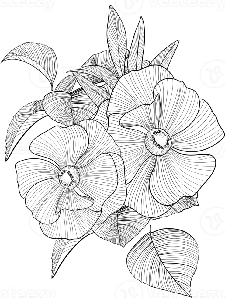Digital painting illustration of a Bobbie flower bouquet in line art style png