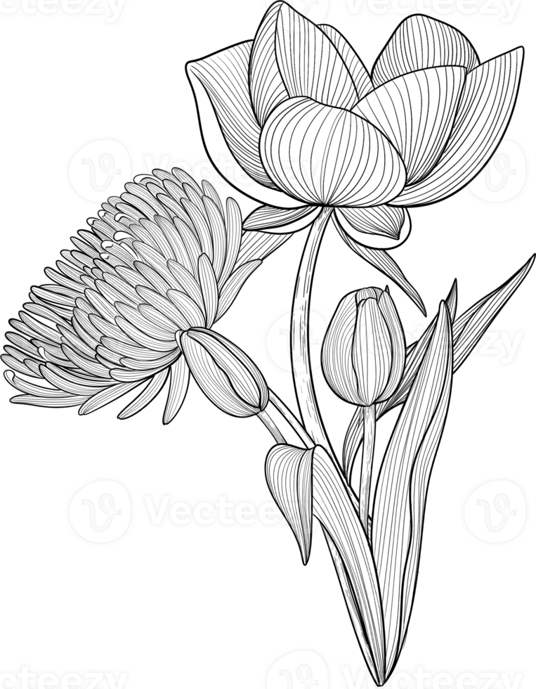 Digital painting illustration of Peony and Chrysanthemum in line art style png