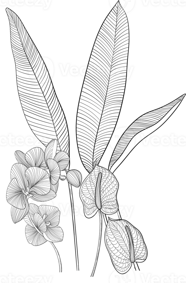 Digital painting illustration of Strelitzia reginae branches and leaves in line art style png