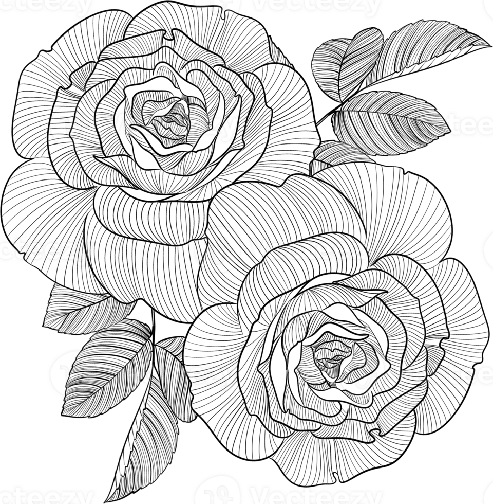 Digital painting illustration of a rose bouquet in line art style png