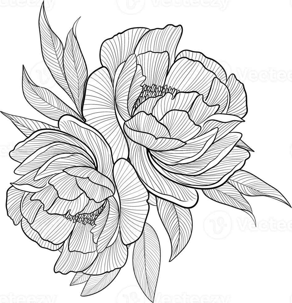 Digital painting illustration of a Bobbie flower bouquet in line art style png