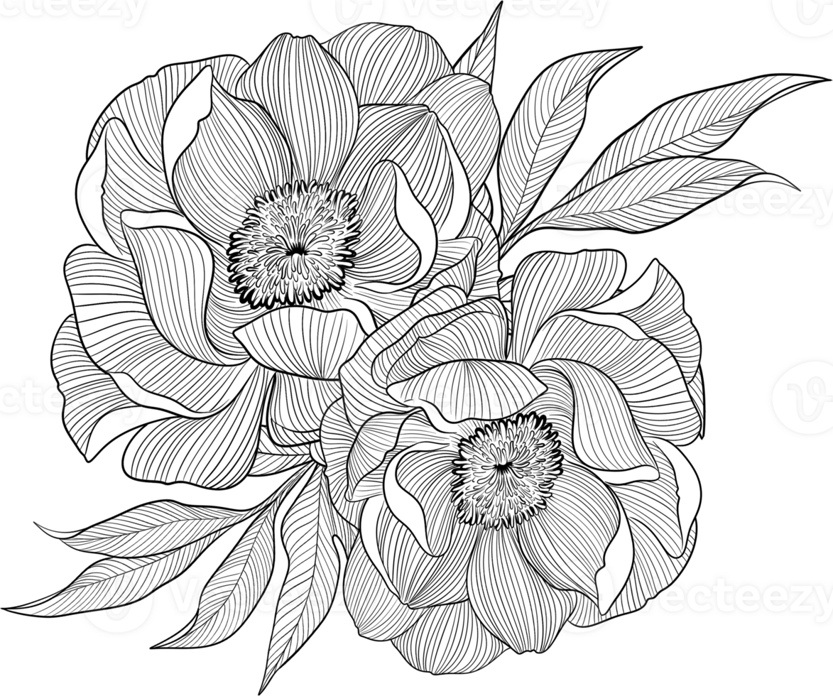 Digital painting illustration of a Bobbie flower bouquet in line art style png