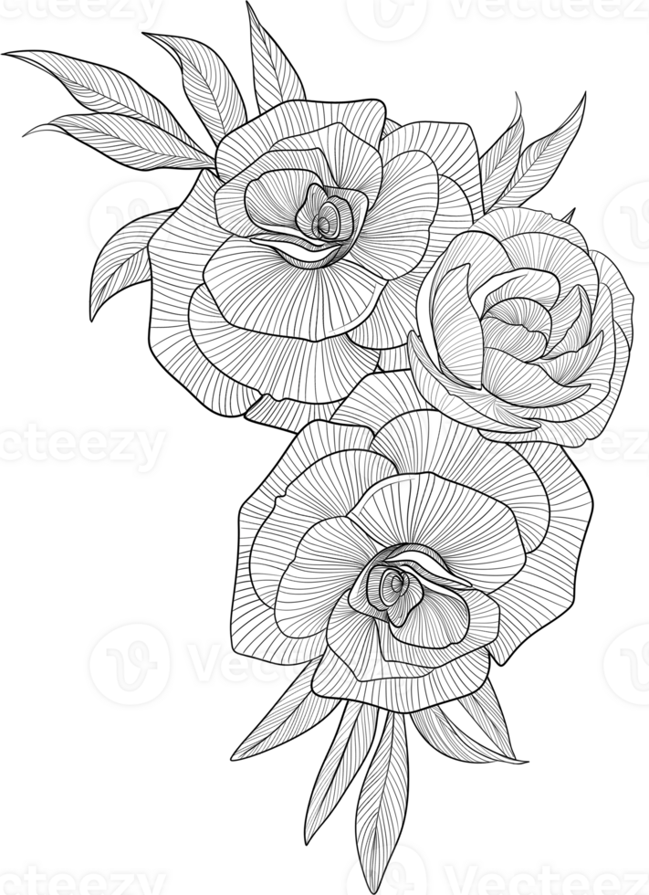Digital painting illustration of a rose bouquet in line art style png